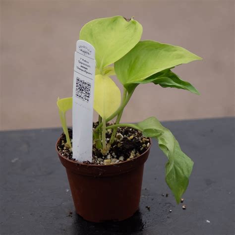 Pothos Epipremnum aureum 'Champs-Élysées' - Gabriella Plants