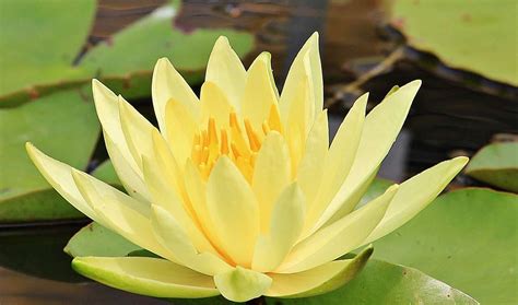 Water Lily Pond Online Puzzle