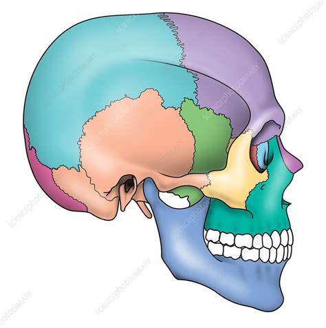 Zygomatic Arch Diagram Diagram | Quizlet