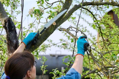 Ne Taillez Surtout Pas Ces Arbres En Septembre Voici Comment Viter