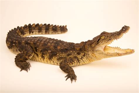 Mugger Crocodile Crocodylus Palustris Joel Sartore