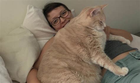 Fat cat! Morbidly obese feline sheds 33lbs after flab-busting diet | Nature | News | Express.co.uk