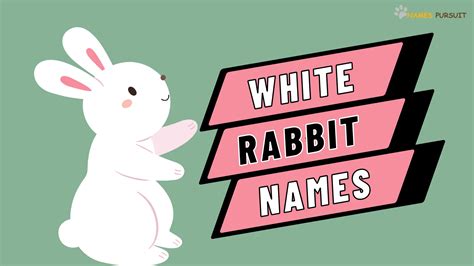 White Rabbit Names Cute Ideas For Your Bunny