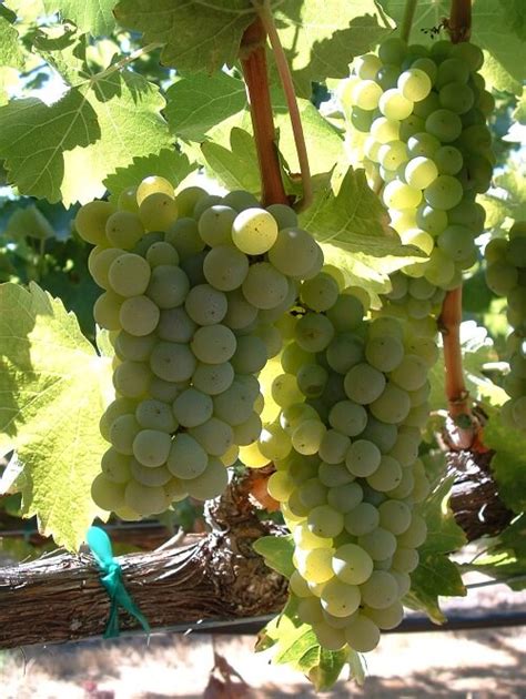 Sauvignon Blanc - Grapevines Galore