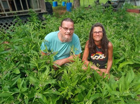 Kozans Krazy Comfrey Oil