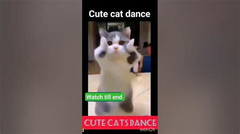 Cute Cat Dance 🩰 Shorts Funny Viral Cute Youtube