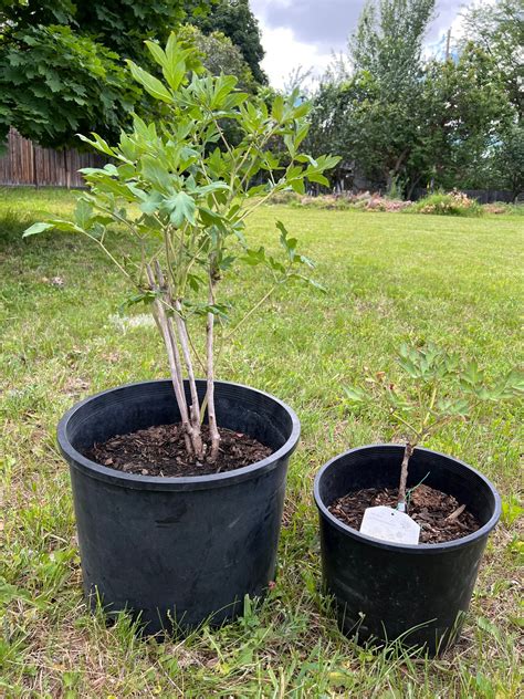 The Benefits of Burying Pots for Plant Care and Maintenance - My