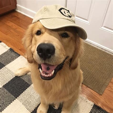 Adorable Golden Retriever with Hat