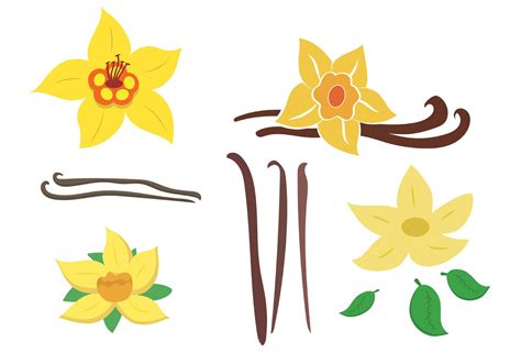 Vanilla Flower Drawing | Free download on ClipArtMag