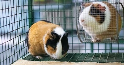 Best Guinea Pig Cage - Buying Guide & Reviews | Guinea Pig Tips