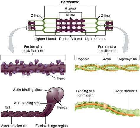 Skeletal Muscle | Anatomy and Physiology I
