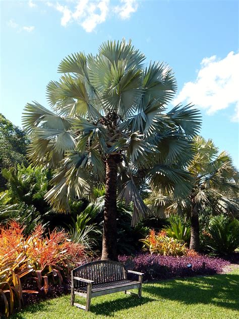 Bismarckia nobilis - Blue Madagascar Fan Palm