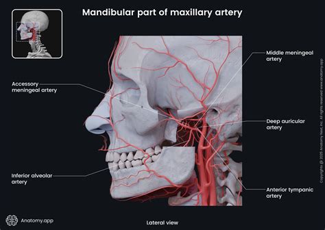Arteria Alveolar Superior Posterior Soft Tissue Management In Implant