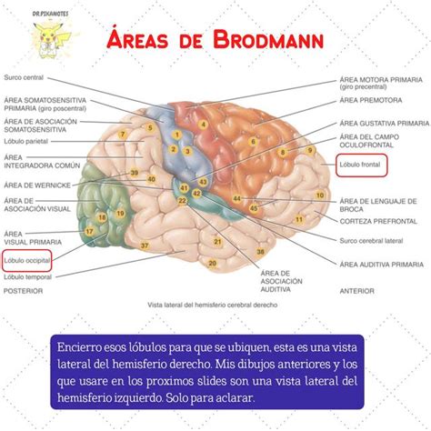 Areas De Brodmann Del Cerebro Y Lesiones Dr Pikanotes Udocz