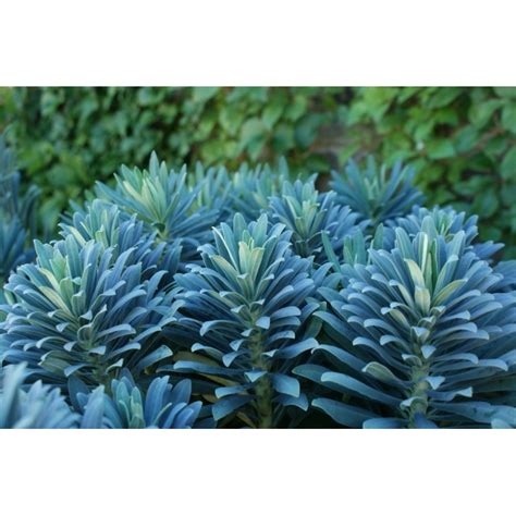 Euphorbia Characias Portuguese Velvet