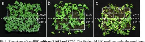 Figure 1 From Comparative Transcriptome Analysis Of Leaves During Early