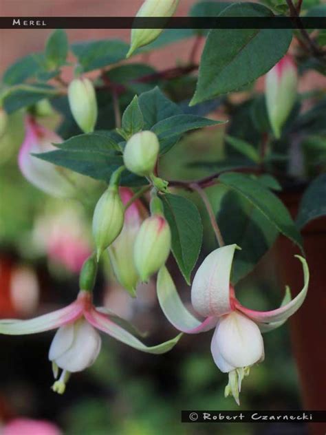 Merel - FuchsiaFinder