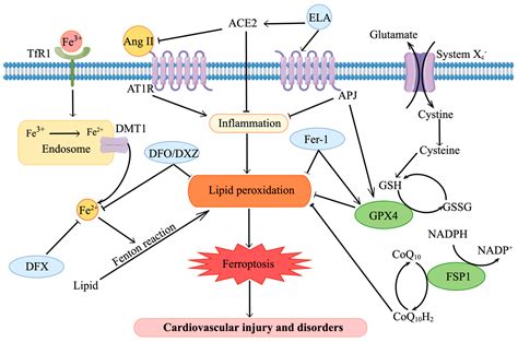 Nutrients Free Full Text Targeting Iron Metabolism And Ferroptosis