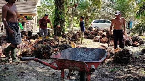 Proses Penimbangan Hasil Panen Kelapa Sawit Youtube