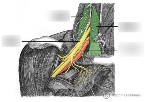 Scalene Muscles Of The Neck Diagram Quizlet