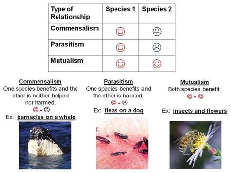 Symbiosis Meaning Types And Examples 43 Off