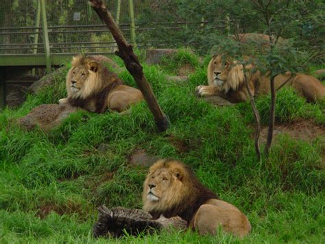 Lions - Melbourne Zoo - ZooChat