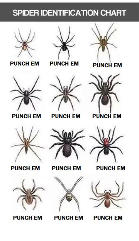 Nsw Spiders Identification Chart A Visual Reference Of Charts Chart | Porn Sex Picture