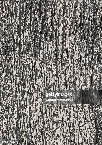 Tree Bark Illustration Photos And Premium High Res Pictures Getty Images