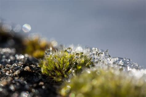 Free Images Tree Water Nature Grass Branch Blossom Snow Cold