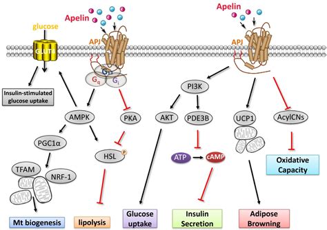 Apelin Signaling Pathway The Best Porn Website