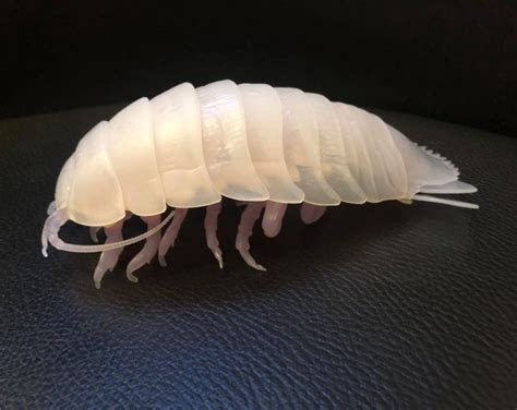 Deep Sea Giant Isopod Animal PVC Action Figure Model transparent Color ...