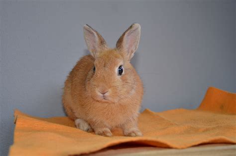 Rabbit Territory Orange Netherland Dwarf