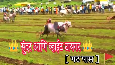 👑 सुंदर आणि व्हाईट टायगर 👑 गट पास 🚩 हजारमाची मैदान 🔥 Youtube