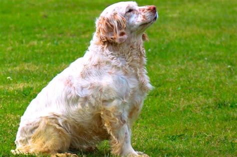 Las mejores razas españolas de perros de caza Blog Caza Chiruca