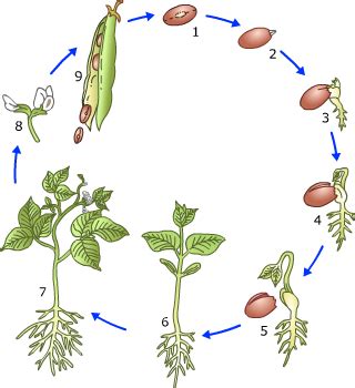 Plant Science Flora And Fauna Life Cycles Botany Life Skills