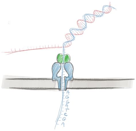 Nanopore sequencing – DNAdots by miniPCR