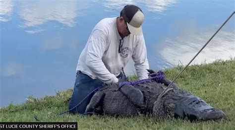 Den Korte Avis 85 årig gik tur med hund da alligator angreb hunden