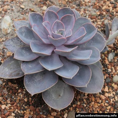 Echeveria Perle Von N Rnberg