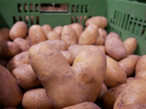 Kartoffelsorten Welche Eignet Sich Eigentlich F R Was