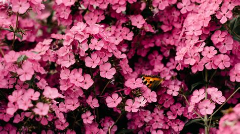 Pink flowers Wallpaper 4K, Closeup, Floral Background