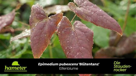 Epimedium Pubescens Blütentanz Elfenblume Youtube