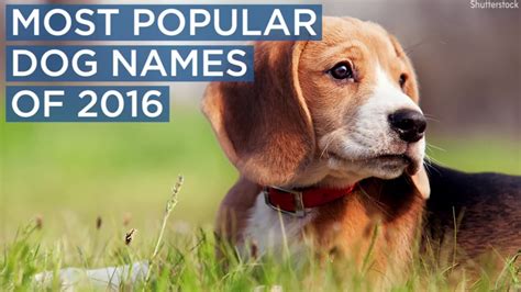 Most popular dog names of 2016 - ABC13 Houston