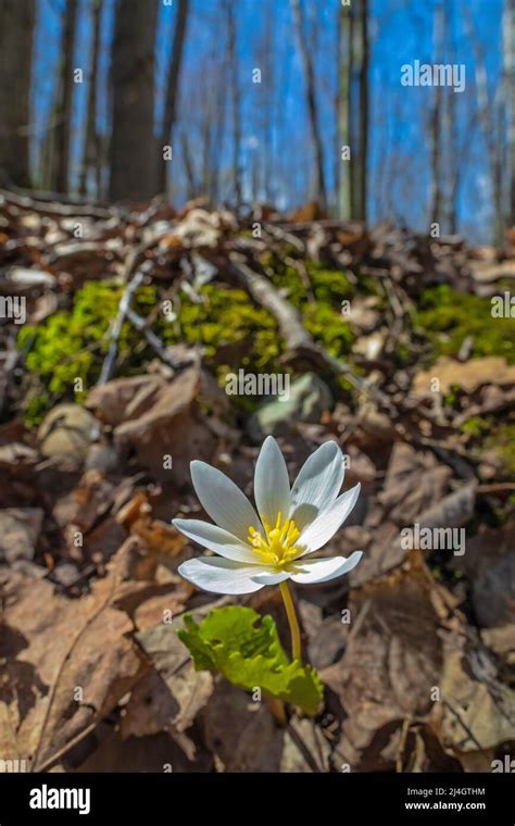 Bloodroot Sanguinaria Canadensis Blooming In A Hardwood Forest Before