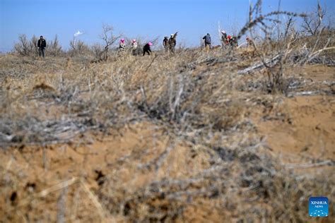 People Fight Desertification In Ningxia Nw China People S Daily Online