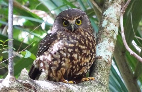 Morepork Ruru New Zealand Native Land Birds