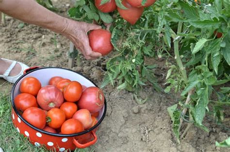 My Tomato Fertilizer Recipe Perfected Over 30 Years