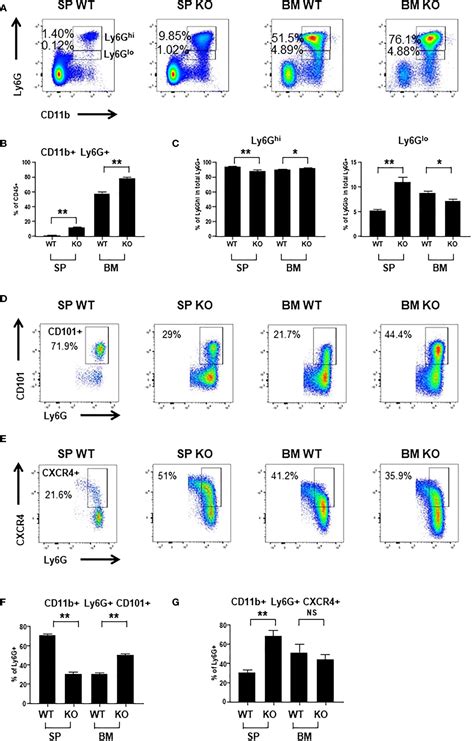 Frontiers CXCR2 Intrinsically Drives The Maturation And Function Of