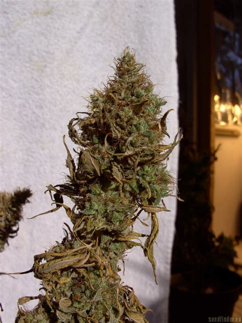 Strain-Gallery: Big Bud (Sensi Seeds) PIC #24061779673285759 by Richfield