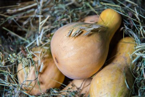 Come Congelare I Funghi Crudi E Cotti Cucina Tecnologica