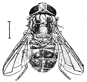 Cordylobia anthropophaga - Wikipedia